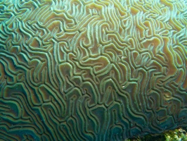Grooved Brain Coral IMG 4805
